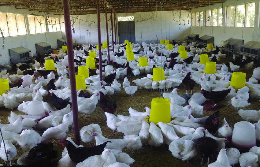 Poultry Farm Contract Farming